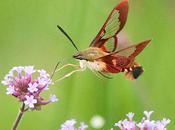 Exotic Beauty Hummingbird Clearwing Moths