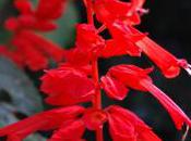 Plant Week: Salvia Splendens