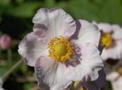Plant Week: Anemone Hupehensis
