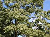 Plant Week: Toona Sinensis