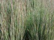 Plant Week: Schizachyrium Scoparium