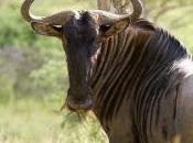Featured Animal: Wildebeest