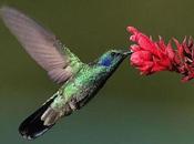 Hummingbirds' Backward Flight Efficient