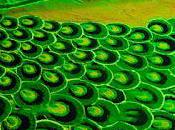 Chandigarh Street Festival...