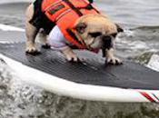 Californian Dogs Compete Annual Canine Surfing Contest