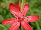 Plant Week: Schizostylis Coccinea