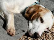 ASPCA Celebrates National Adopt-a-Shelter-Dog Month October