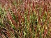 Plant Week: Panicum Virgatum ‘Shenandoah’