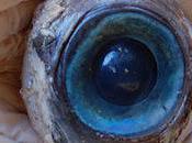 Whose Eyeball This?