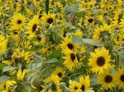 Blooming Lovely: What's Your Favourite Flower?