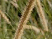Plant Week: Pennisetum Macrourum