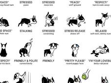 Learn Language Dogs