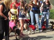 Arts Plaza's Fall Block Party Goes Dogs