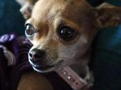 Teacup Chihuahua Deemed "Danger Society"