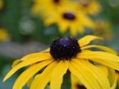 Plant Week: Rudbeckia Fulgida Var. Speciosa