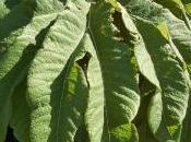 Plant Week: Tetrapanax Papyrifer ‘Rex’