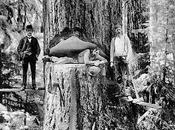 Lumberjacks Felled California's Giant Redwoods