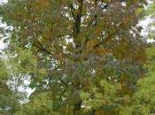 Plant Week: Fraxinus Americana