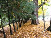 Carpet Leaves