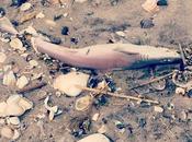 Baby Shark, Churned from Depths Stormy Ocean, That...