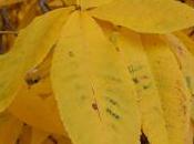 Plant Week: Carya Ovata