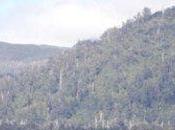 Tasmania: Ongoing Forestry Protests Marked Fatigue