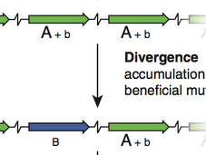 Pleiotropy Saves Evolving Genes