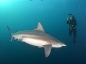 Shark Diving South Africa: Cage Required