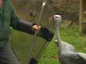 British Uses Riot Shields Against Aggressive Cranes