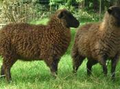 Diane Falck Growing Wool...