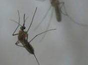 India Taking Dengue Fever Epidemic Seriously?