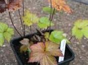 Root Cuttings Anemone Japonica