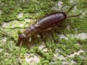 Featured Animal: Earwig