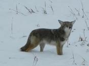 Photographs Baby Grey Wolf Canada