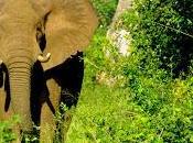 U.S. Intelligence Agencies Fight African Poachers