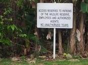 Barbados Wildlife Reserve Feeding Monkeys