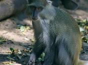 Observing Endangered Samango Monkeys iSimangaliso Wetland Park