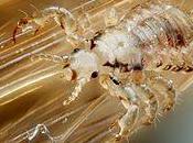 Beating Head Lice