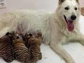 Abandoned Tiger Cubs Adopted Shepherd