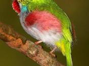 Creation: Cuban Tody