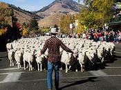 Trailing Sheep