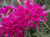 Nerines