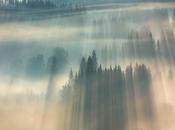 Boguslaw Strempel Forest Photos