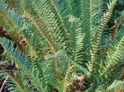 Plant Week: Polystichum Munitum