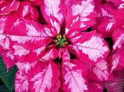 Remembering Holidays Past