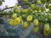 Plant Moment: Mahonia Media ‘Charity’