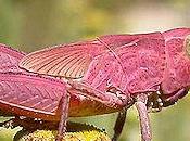 Amazing Pink Insects Nature