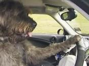 Dogs Zealand Prepares Drivers License [Video]
