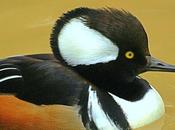 Creation: Hooded Merganser