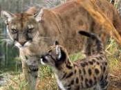 Florida Panther Deaths 2012 Record High